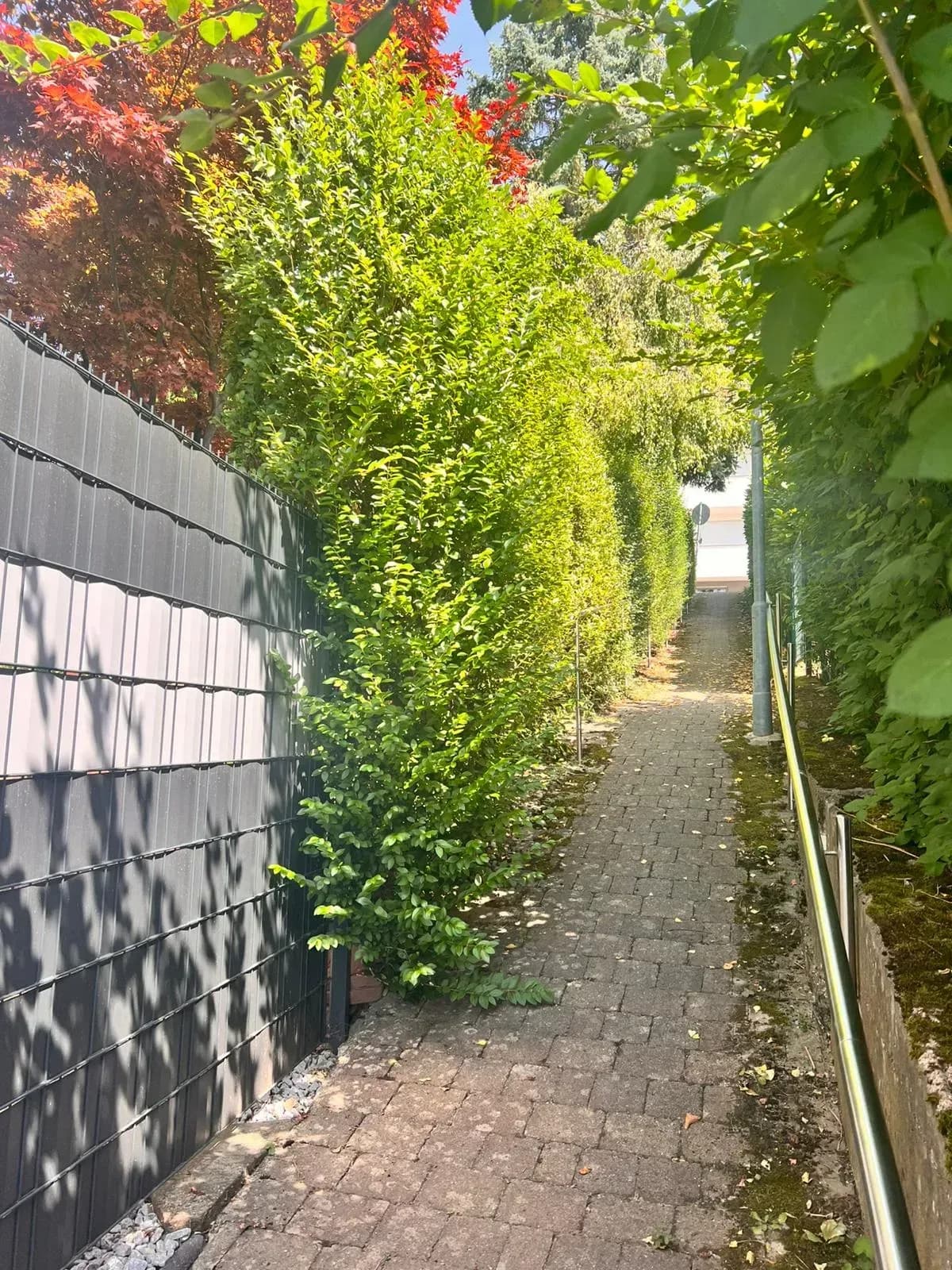 Ab wann darf ich meine Hecke entfernen in Deutschland?
